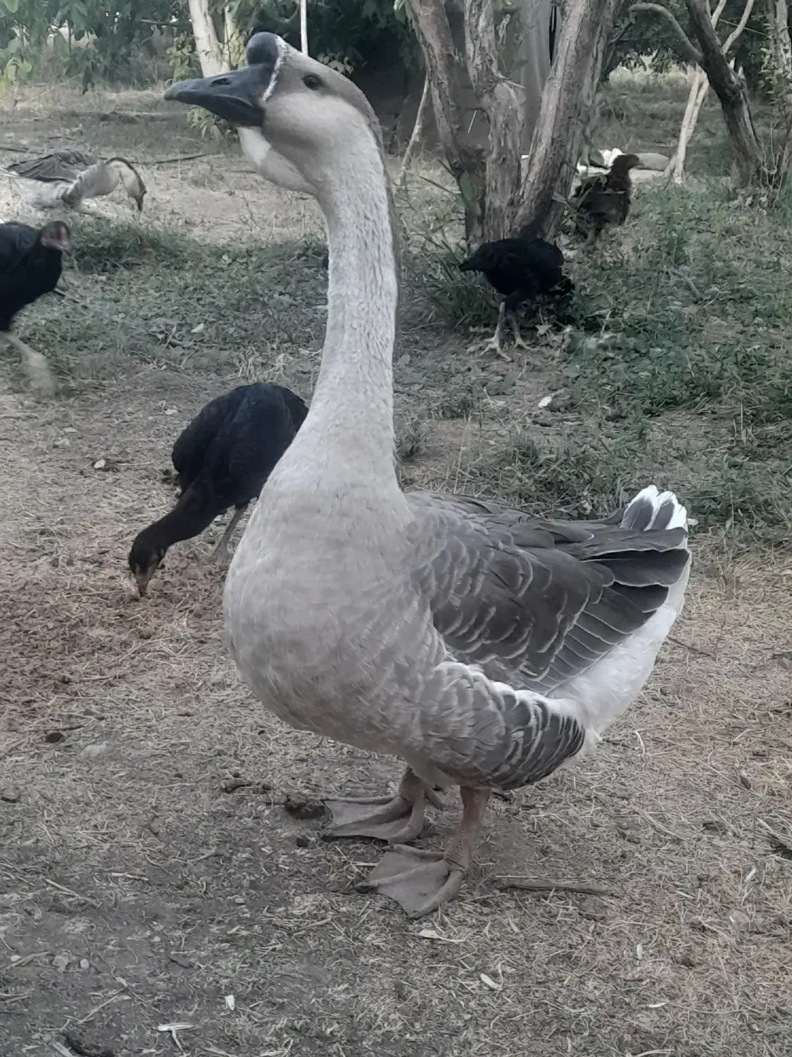 فروش قو غاز .|حیوانات مزرعه|پادنا علیا, |دیوار