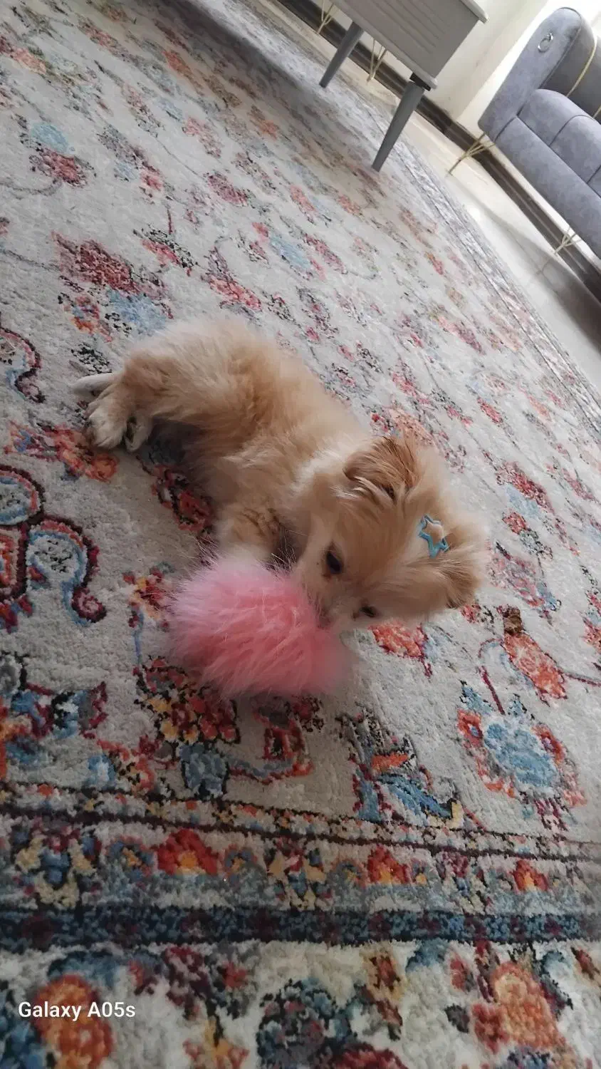 واگذاری پامر|سگ|شیراز, زرهی|دیوار