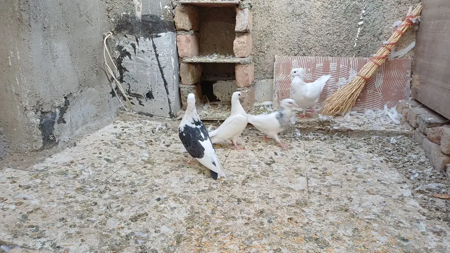 کبوتر|پرنده|کرج, ساسانی (قلمستان)|دیوار