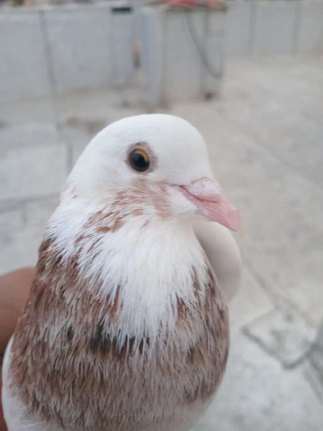 هما ماده عطیقه|پرنده|نکا, |دیوار