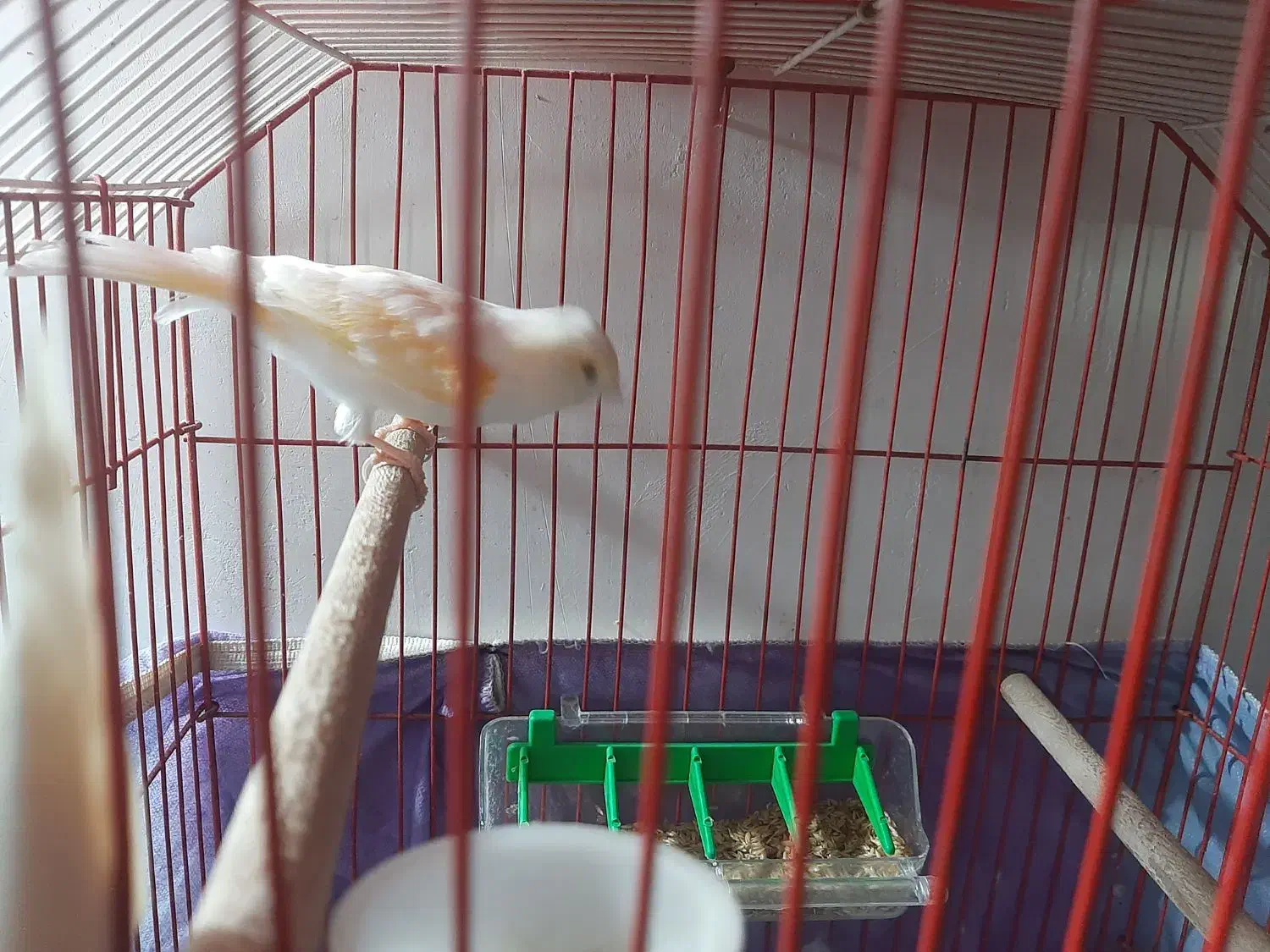 قناری ماده سالم و سرحال معاوضه با نر|پرنده|کوچصفهان, |دیوار