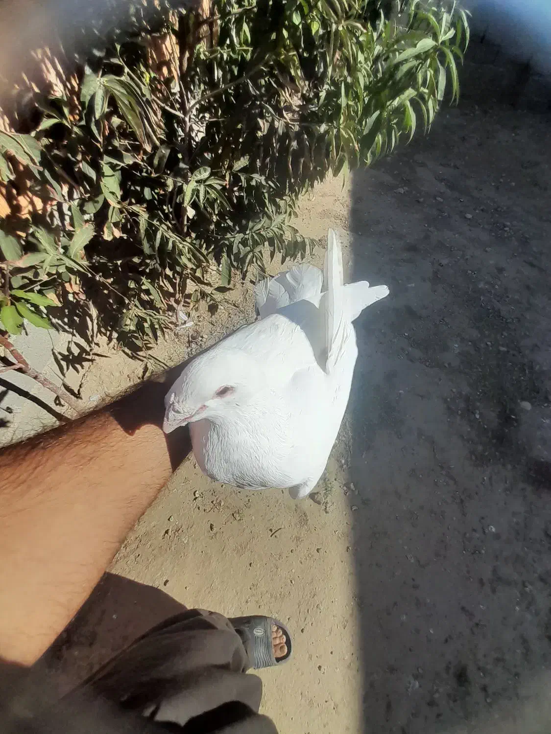 سفید عراقی نر درشت وهیکلی|پرنده|مینودشت, |دیوار