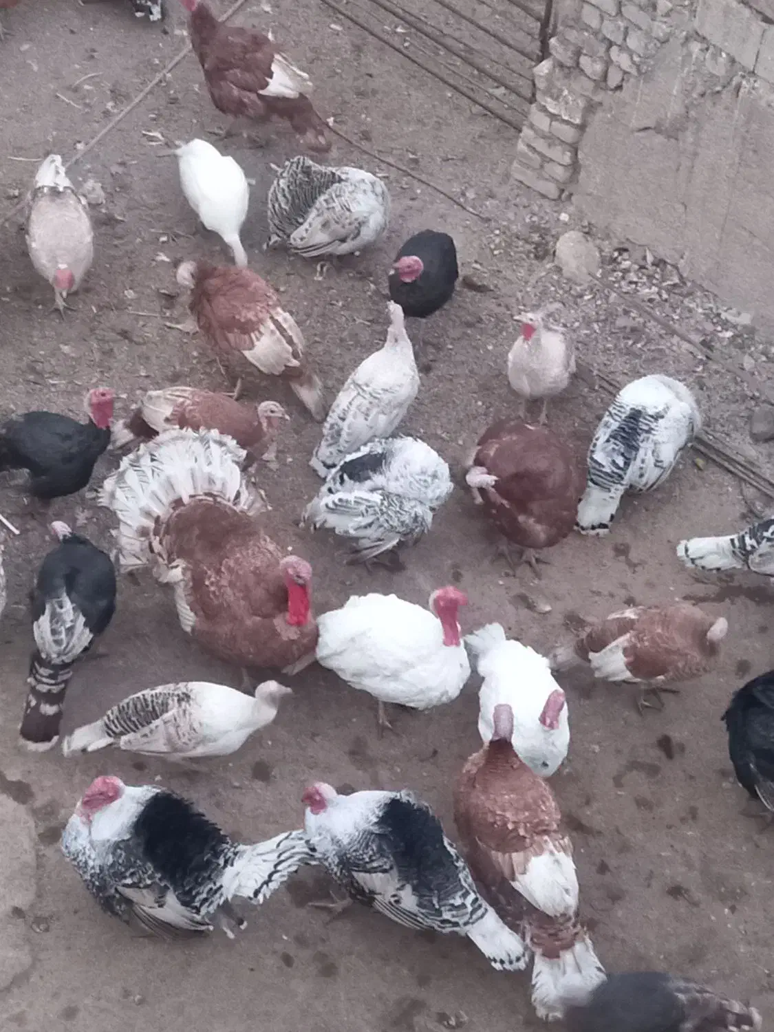 فروش بوقلمون نرو ماده محلی|حیوانات مزرعه|شیراز, کیان آباد|دیوار