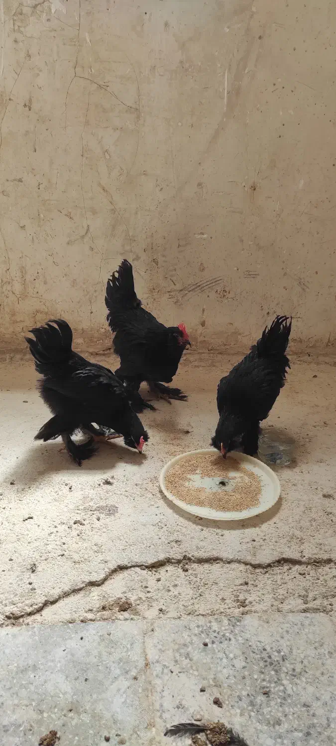 مرغ خروس زینتی مرندی اصل|حیوانات مزرعه|شیراز, گلکوب|دیوار
