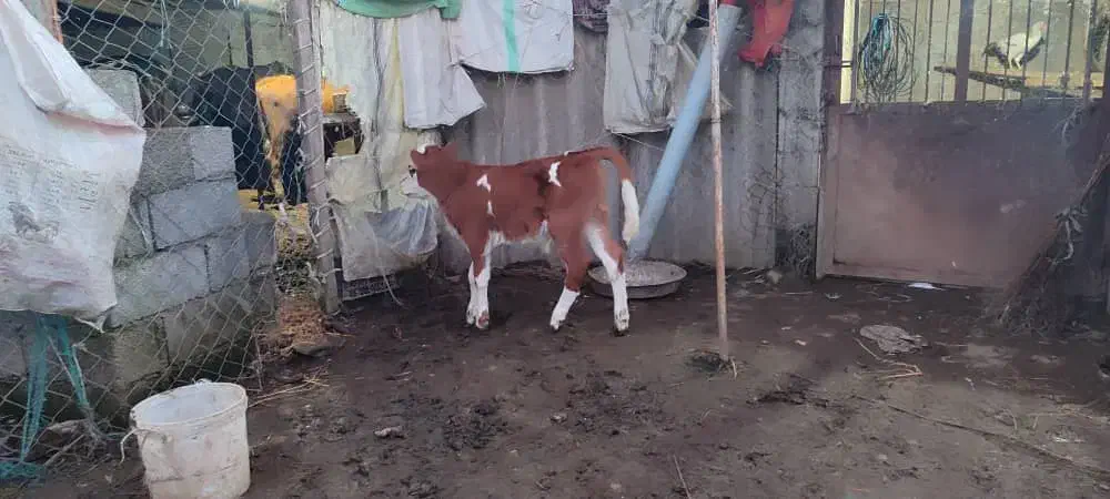 گاو با گوساله نر سیمینتال|حیوانات مزرعه|اسالم, |دیوار