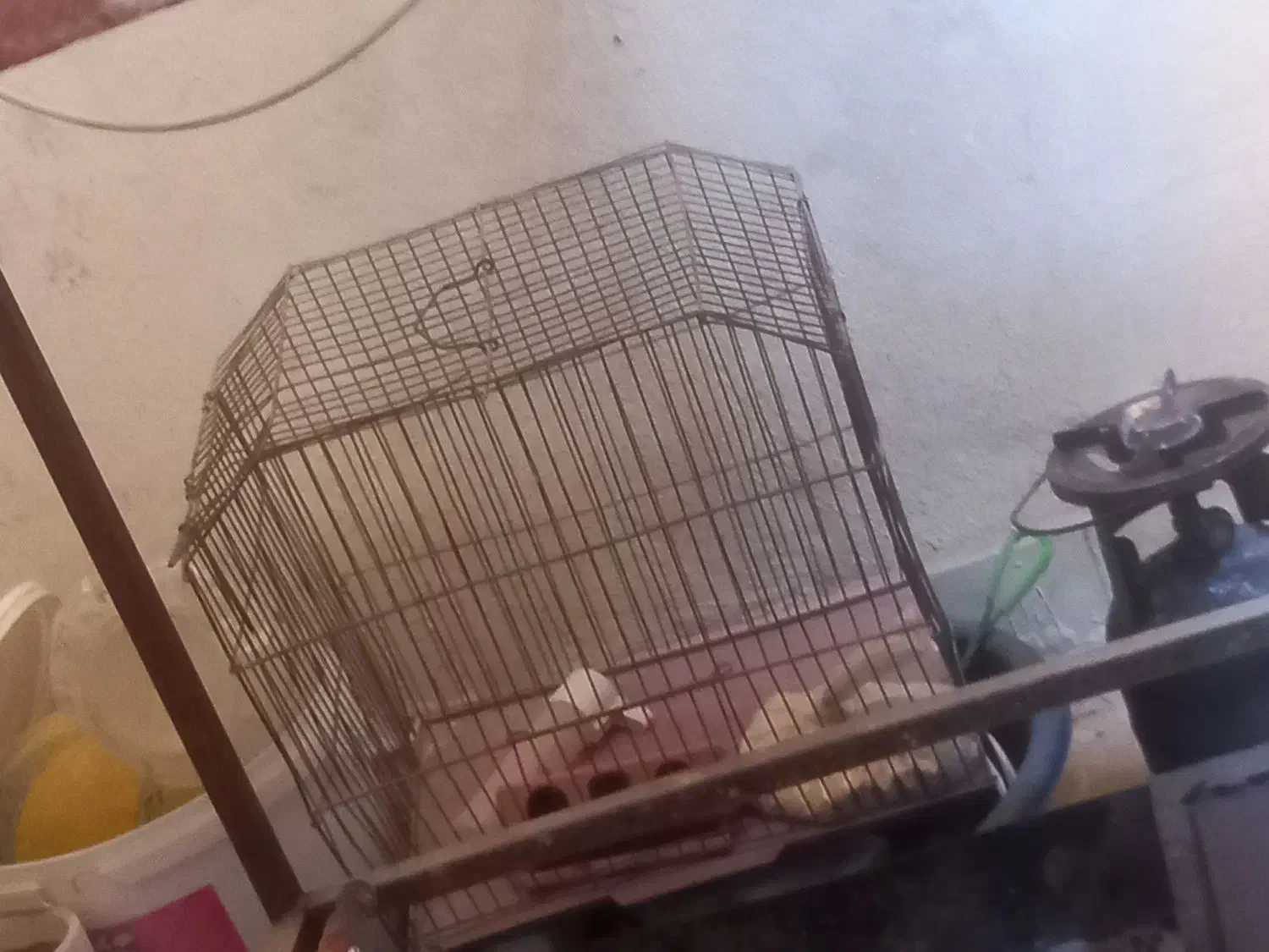 قفس|لوازم جانبی حیوانات|فولادشهر, مسکن مهر فولادشهر|دیوار