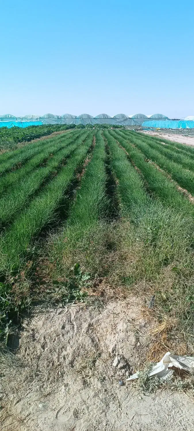 پنج کیلو نهال مینروا ارژانتینی|گل و گیاه طبیعی|جیرفت, |دیوار