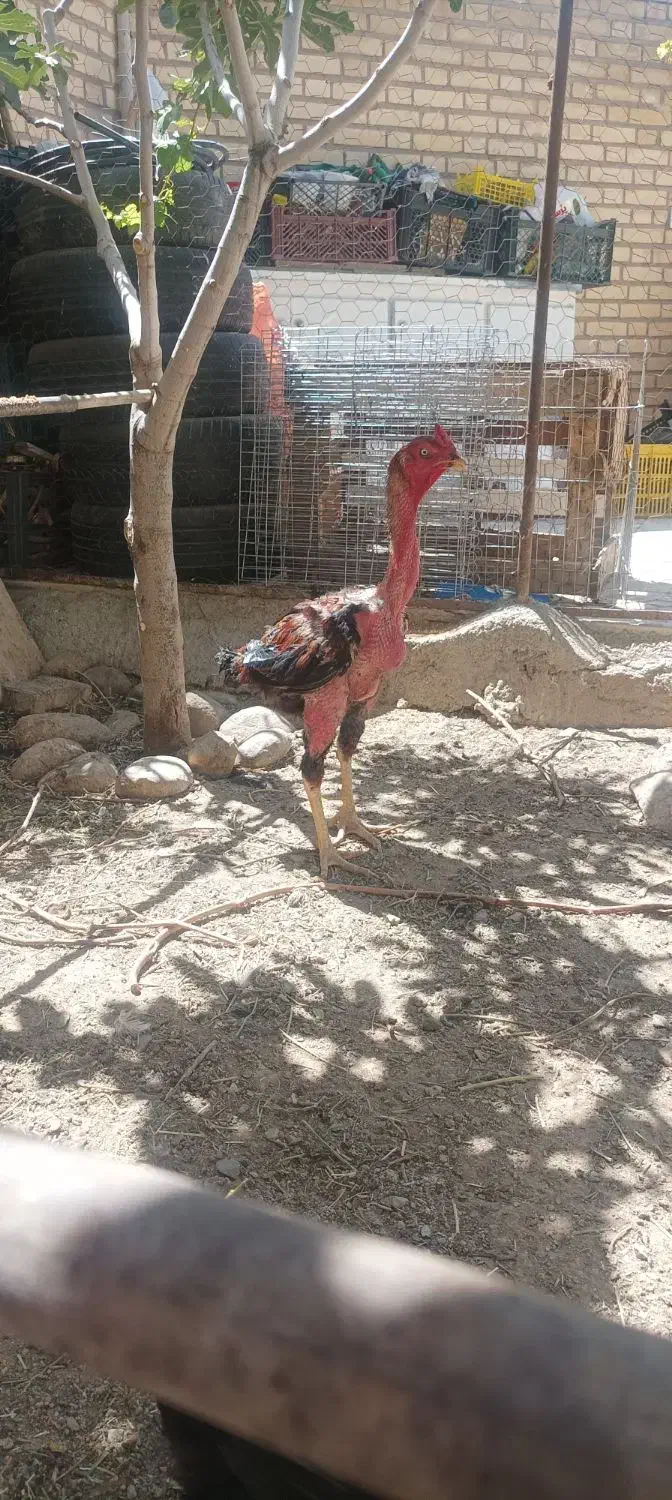 کود مرغی|لوازم جانبی حیوانات|معصومیه, |دیوار