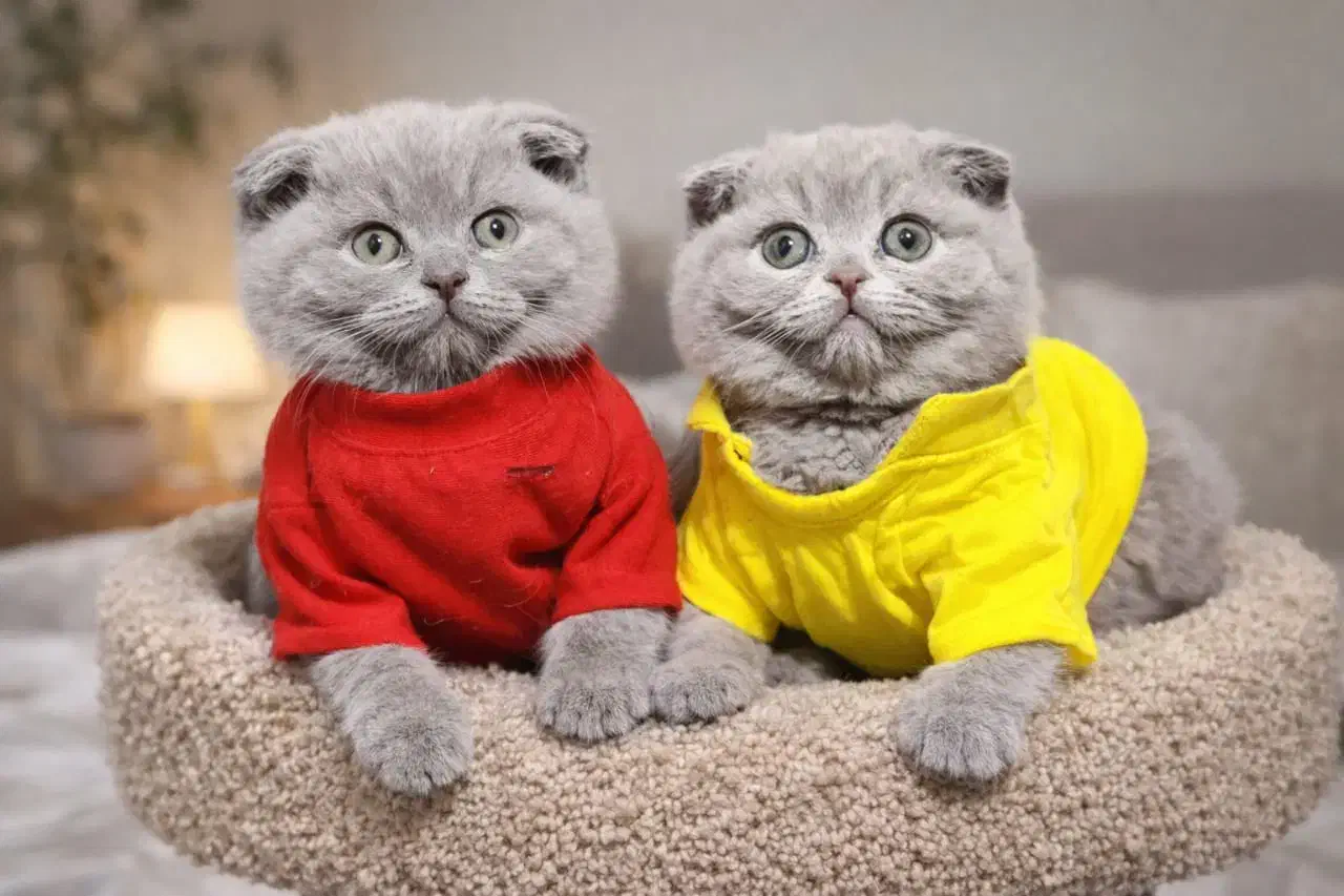 بچه گربه گلد و لیلاک|گربه|تهران, تهرانپارس غربی|دیوار