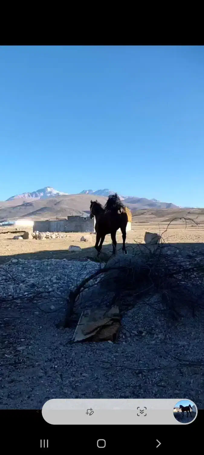 اسب جوان دوسال کرد|اسب و تجهیزات اسبسواری|ارشق, |دیوار