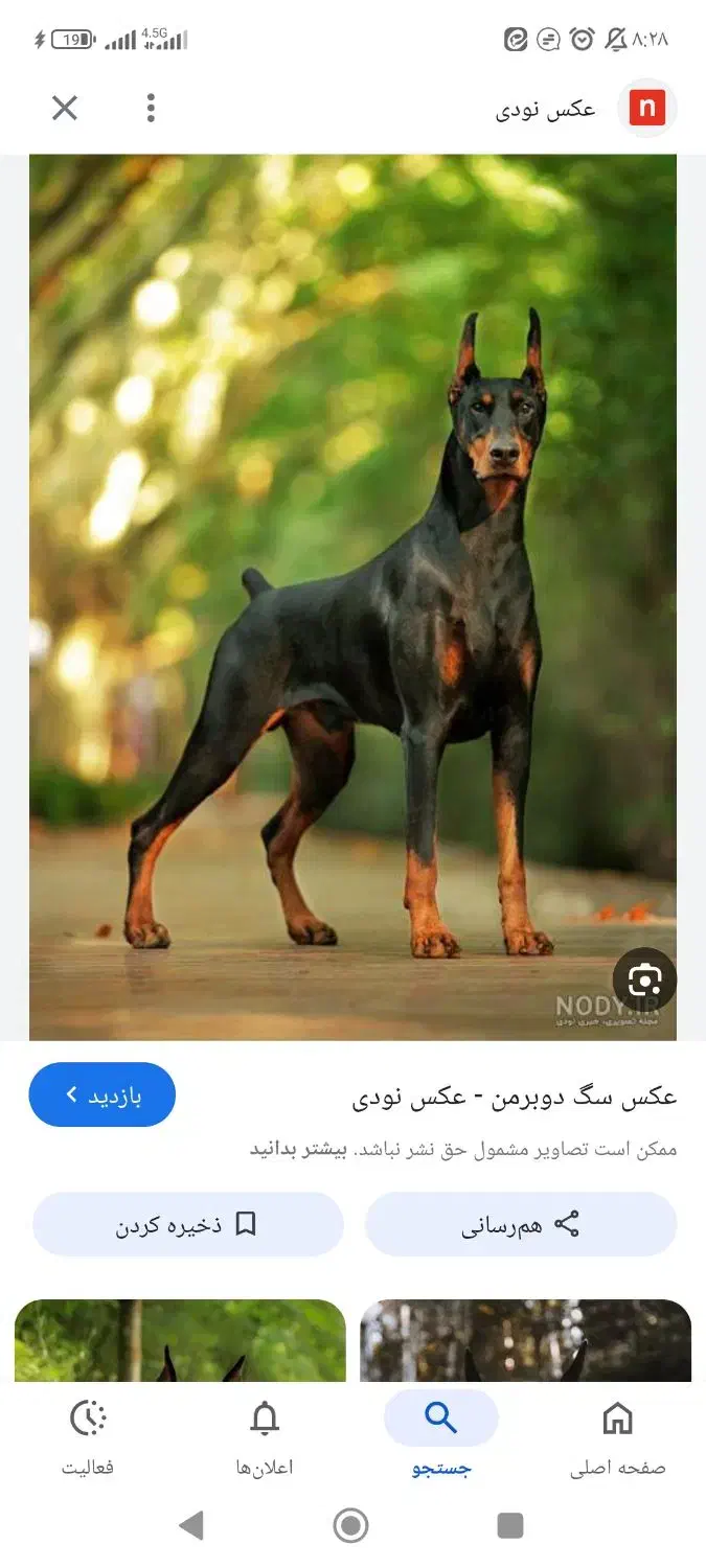 سگ پیداشده|سگ|مشهد, حضرت حجت|دیوار