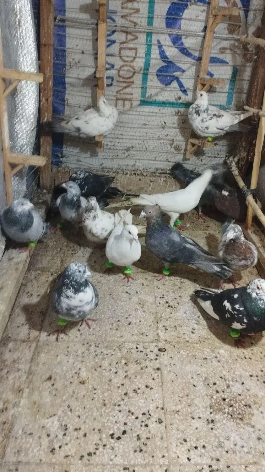 کبوتر|پرنده|زبرخان, |دیوار