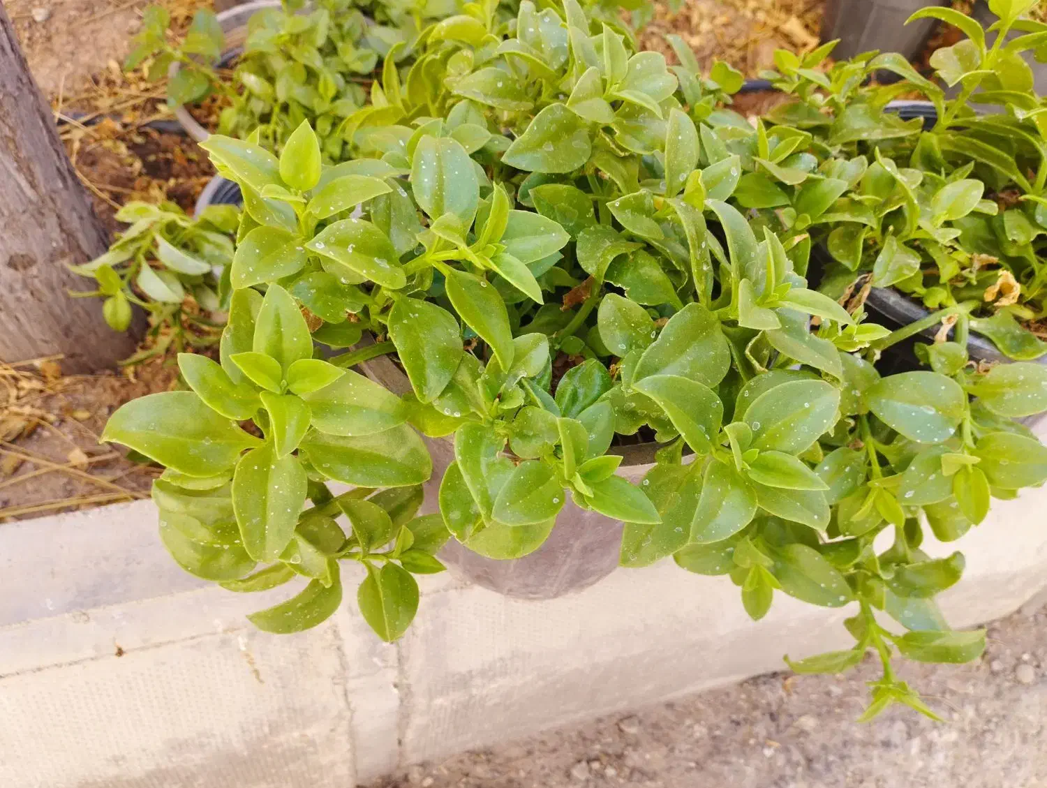 گل ناز یخی|گل و گیاه طبیعی|ساوه, |دیوار
