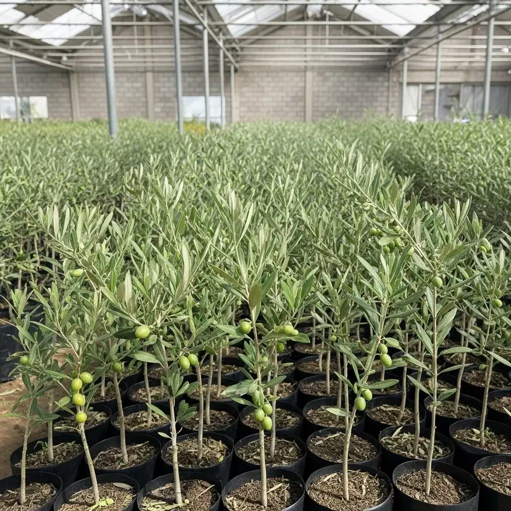 نهال زیتون با ضمانت سلامت|خدمات باغبانی و درختکاری|لوشان, |دیوار