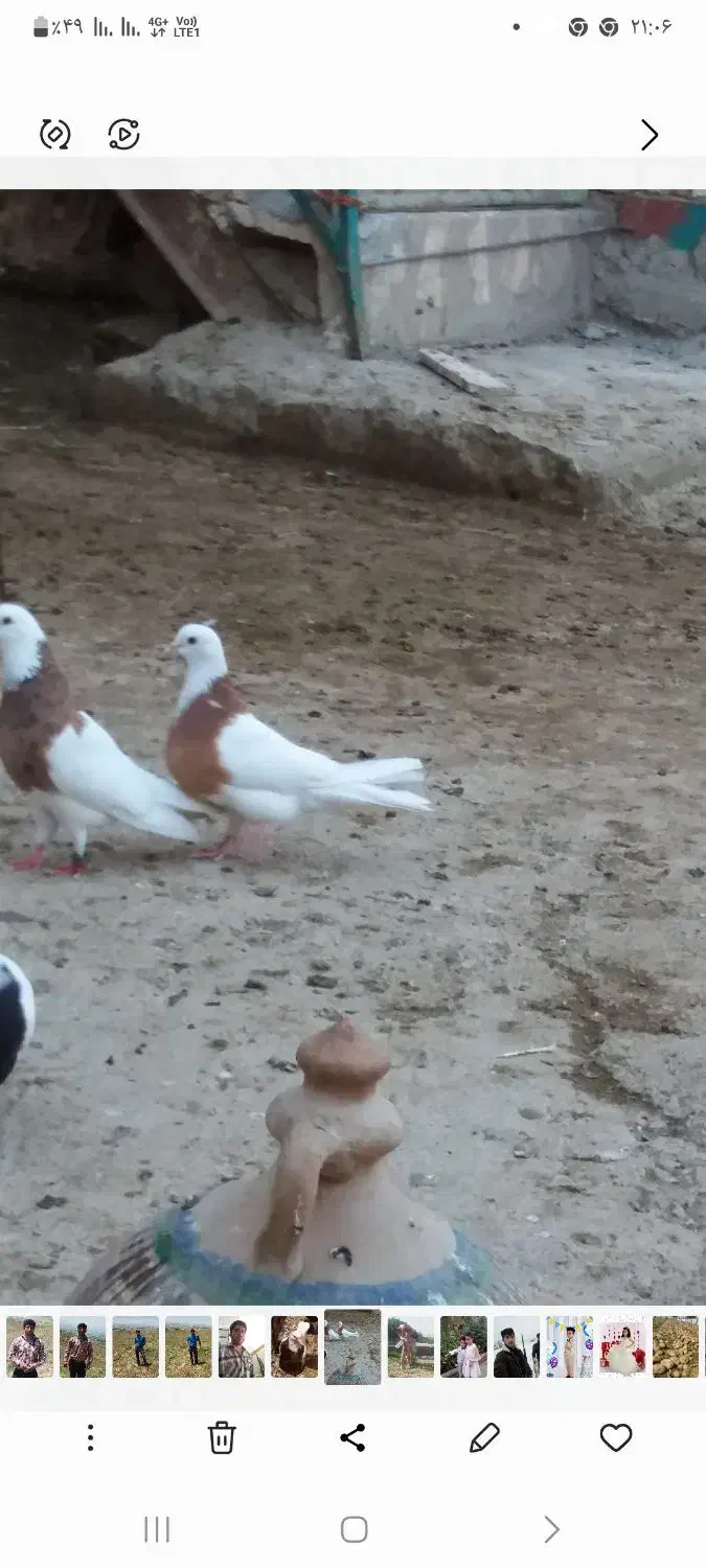 طوقی زردخال سیاه|حیوانات|همدان, |دیوار