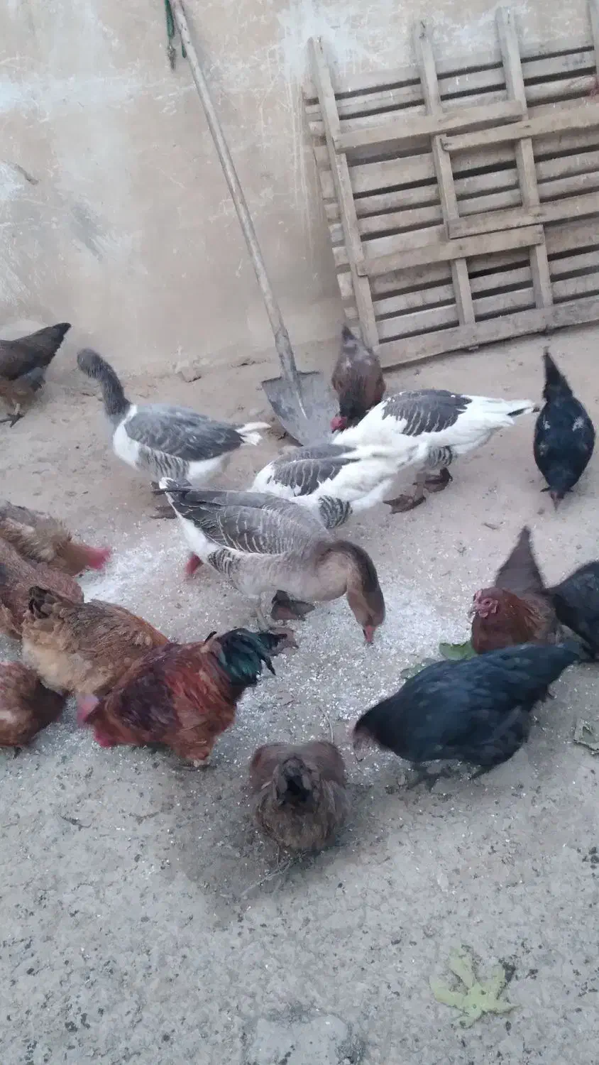 ۴عدد غاز|حیوانات مزرعه|بروجرد, |دیوار