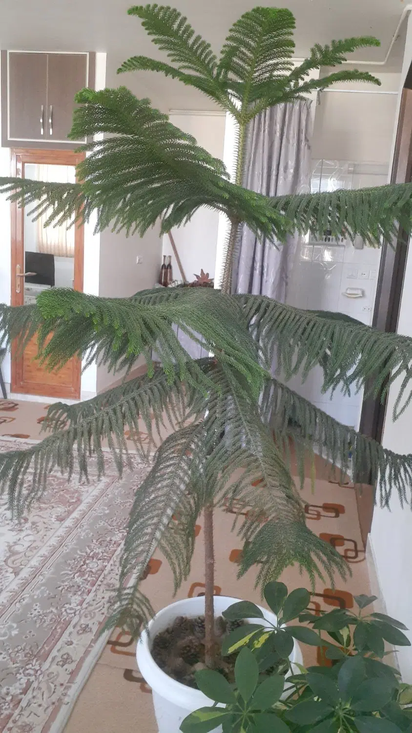 کاج|گل و گیاه طبیعی|فارسان, |دیوار