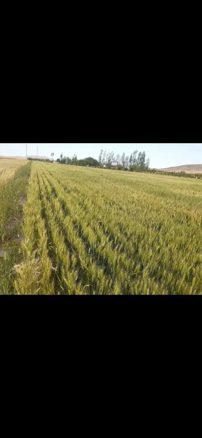 فروش ۱۵۰۰۰ متد زمین کشاورزی و چاه عمیق و استخر|فروش دفتر صنعتی، کشاورزی، تجاری|هیر, |دیوار