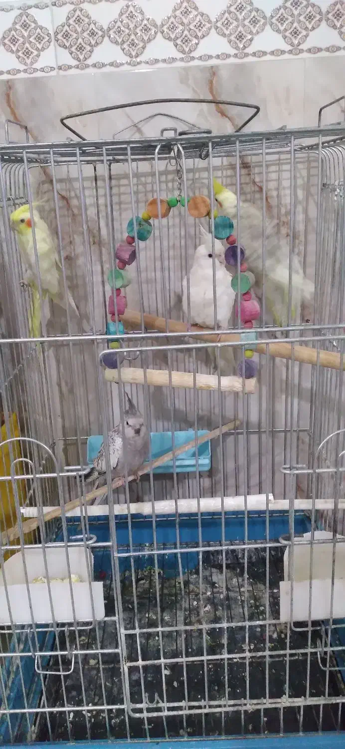 عروس هلندی مولد و نژاد دار|پرنده|مشکیندشت, |دیوار