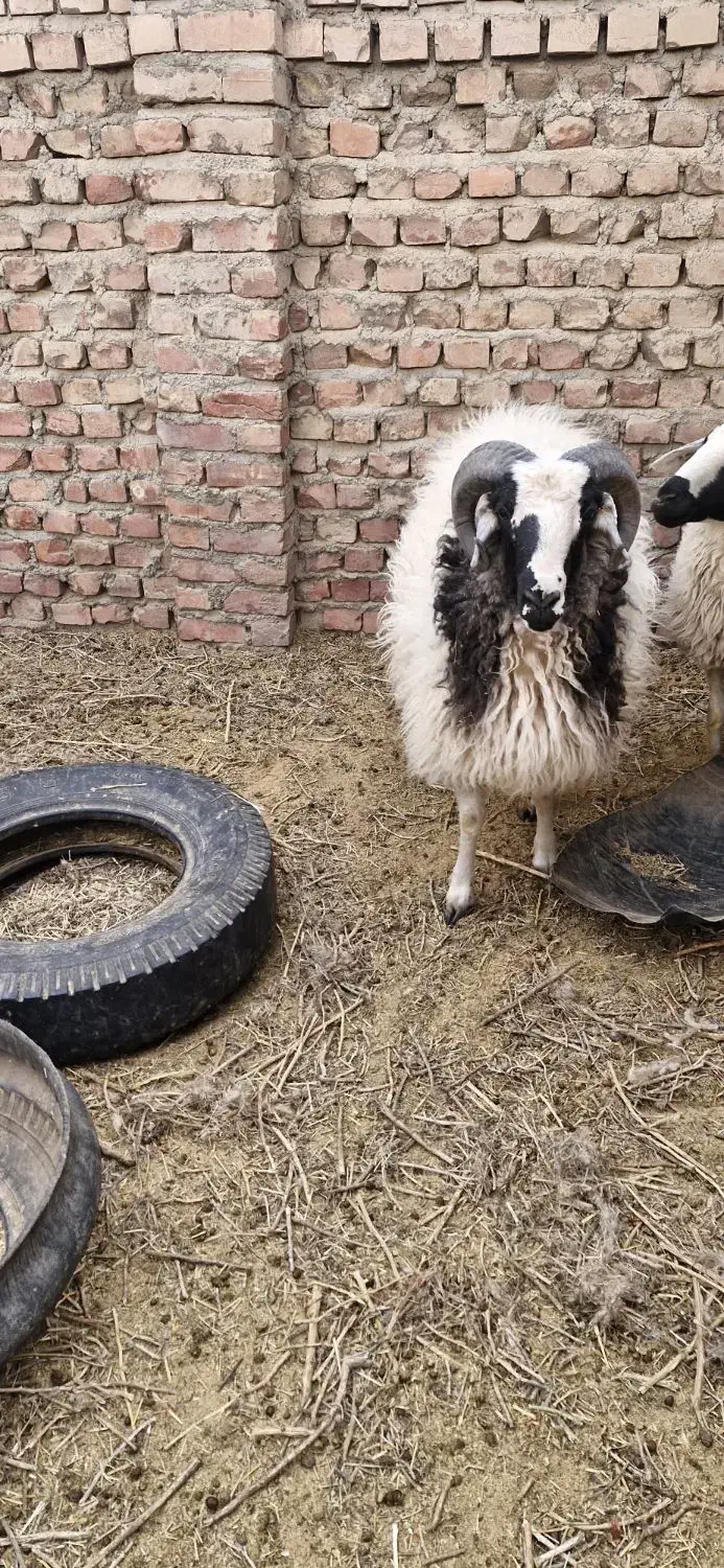 بره نر|حیوانات مزرعه|یزدان شهر, |دیوار