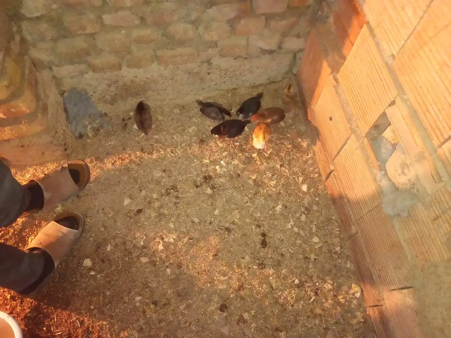 جوجه محلی کرچ شو|حیوانات مزرعه|بندر ترکمن, |دیوار