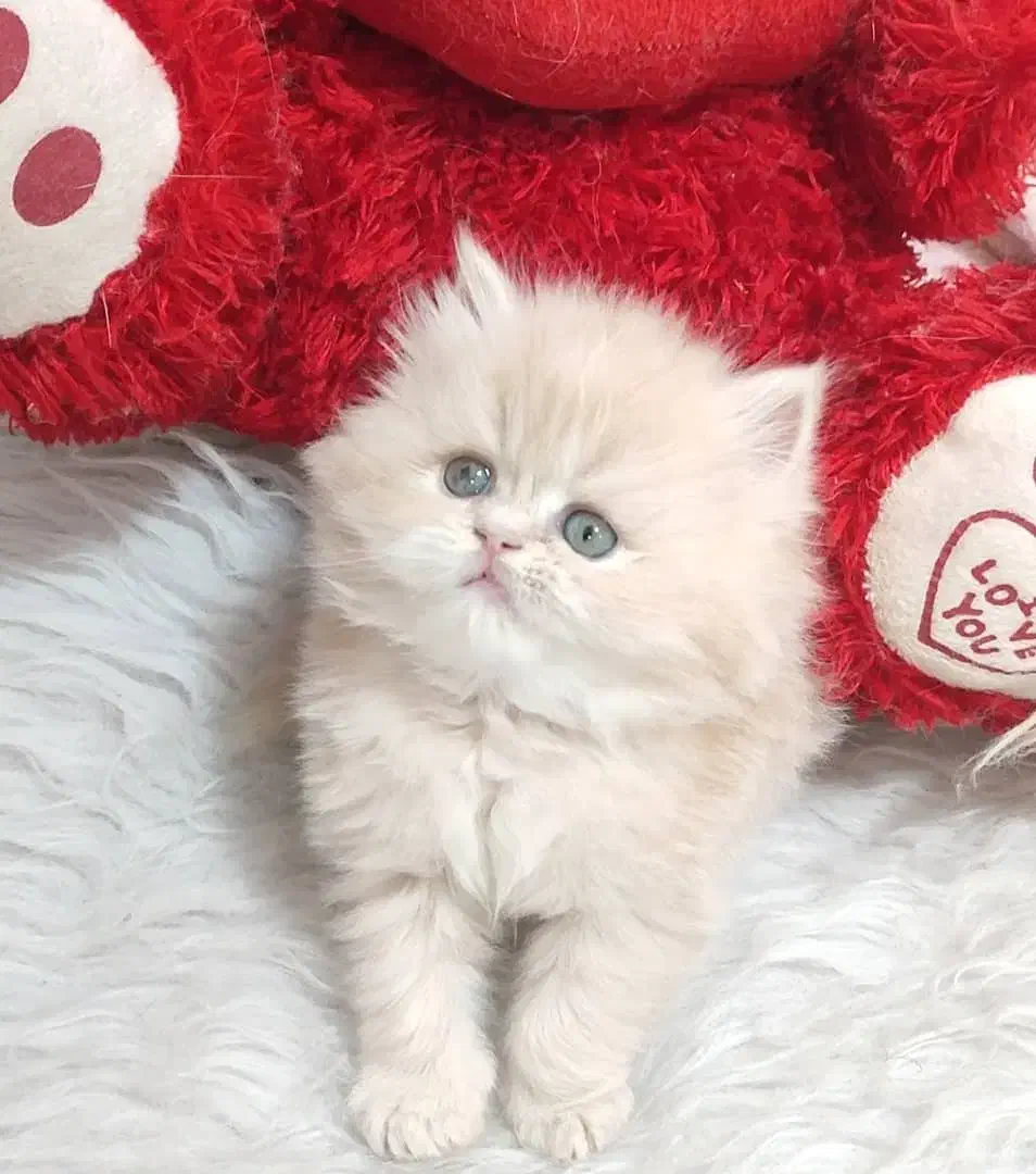 بچه گربه های اشرافی و زیبا|گربه|بیرجند, |دیوار