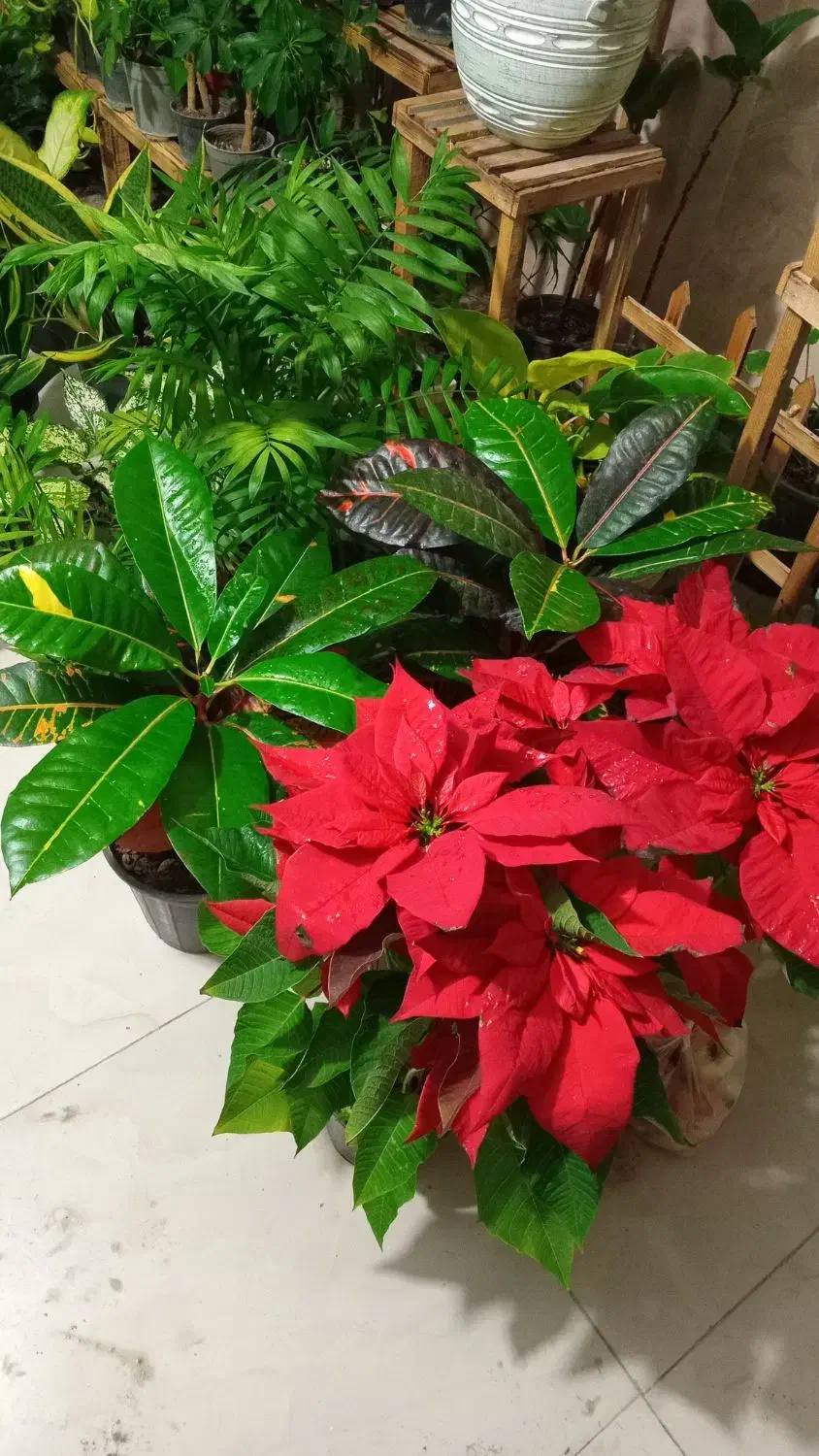 گل گیاه طبیعی|گل و گیاه طبیعی|گرمخان, |دیوار