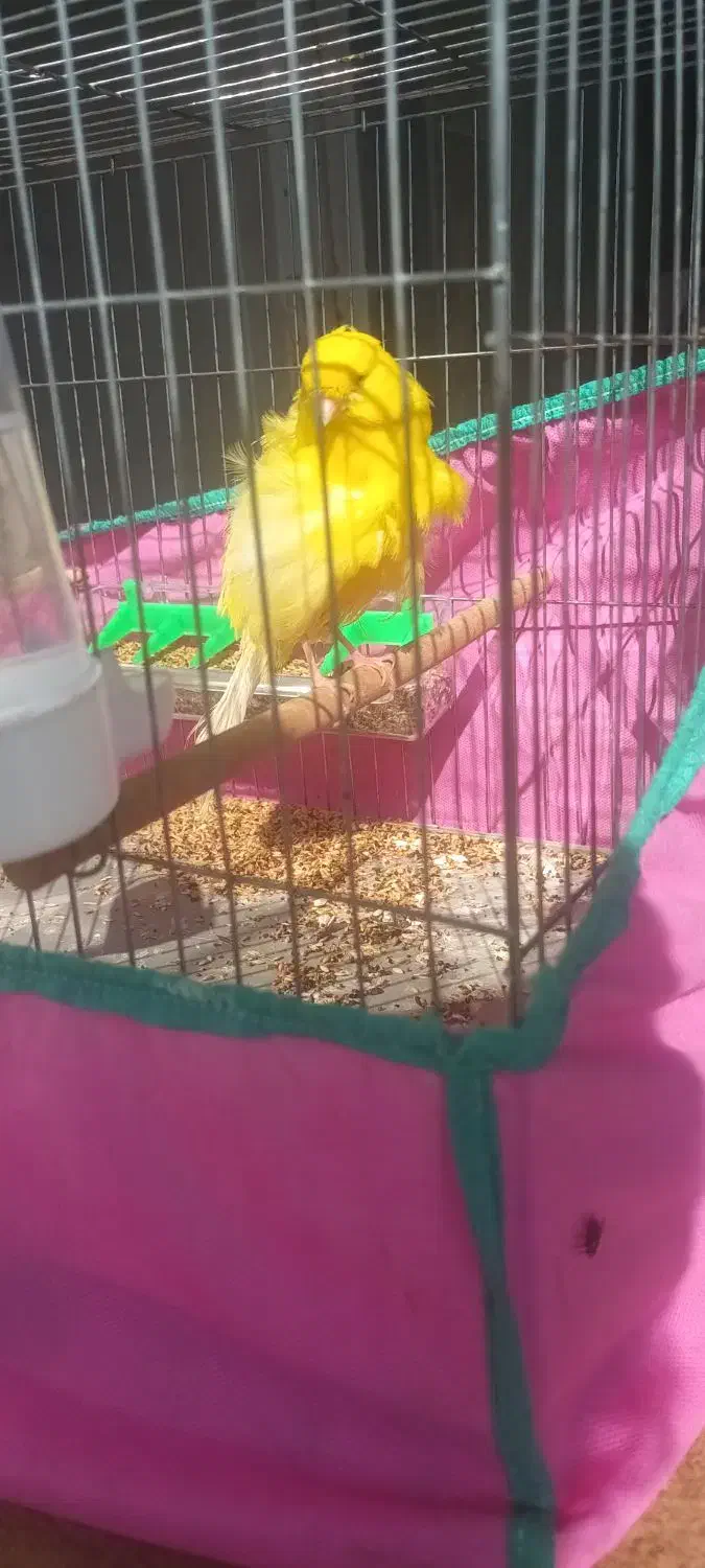 قناری فر|پرنده|بندر انزلی, بشمن|دیوار