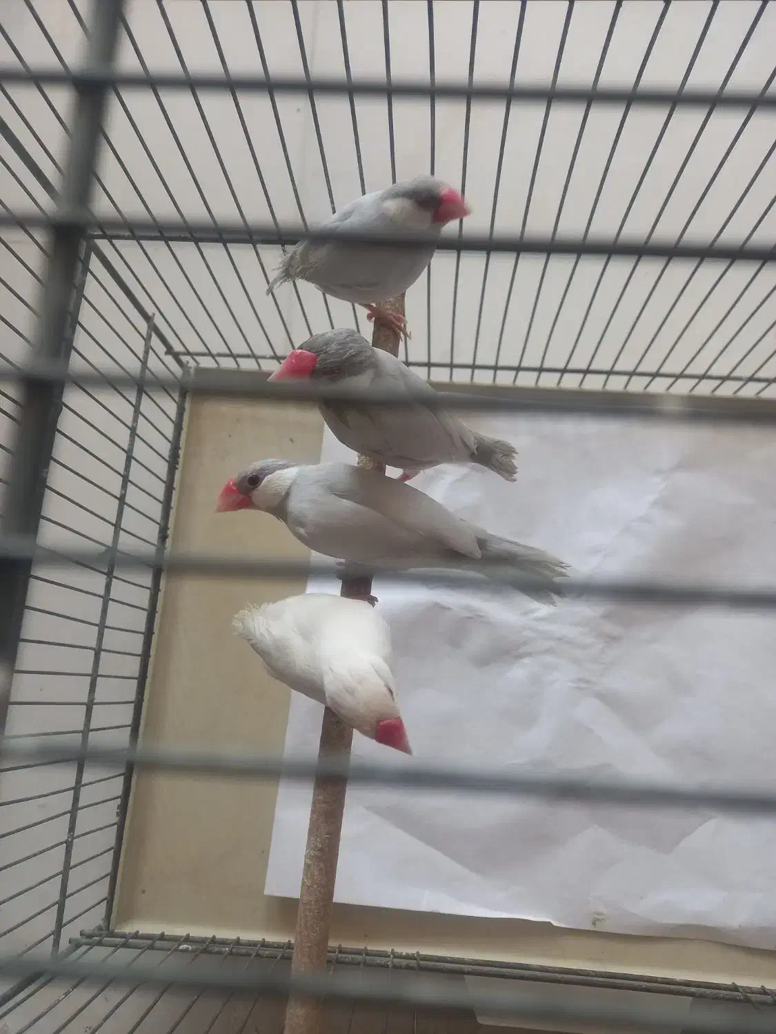 فنچ نرگسی|پرنده|قم, بنیاد|دیوار