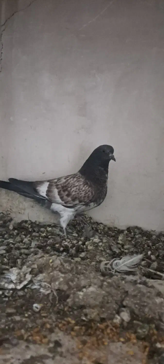 کبوتر|پرنده|کاشان, درب اصفهان|دیوار