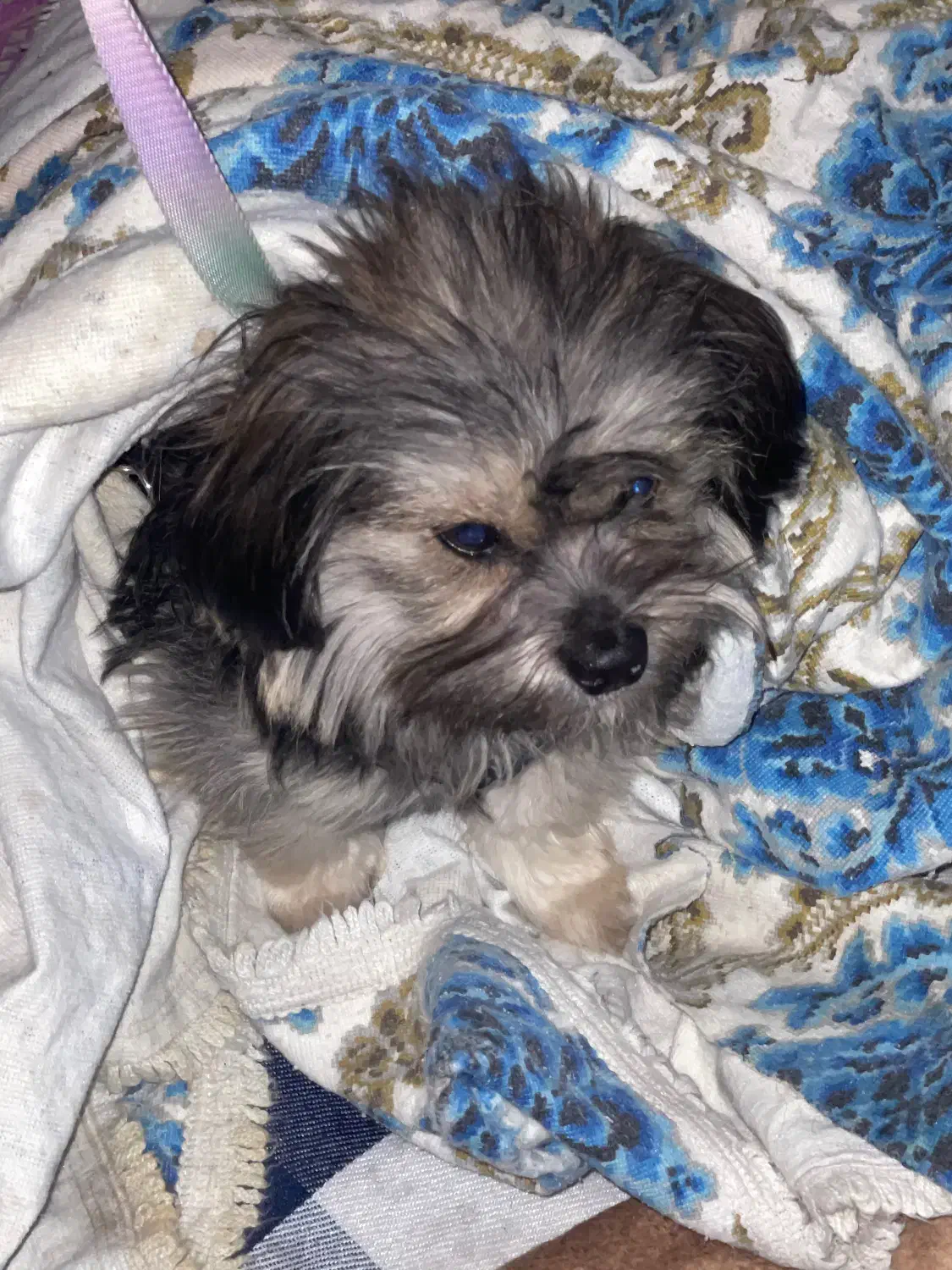 سگ شیتزو|سگ|گلستان (تهران), |دیوار