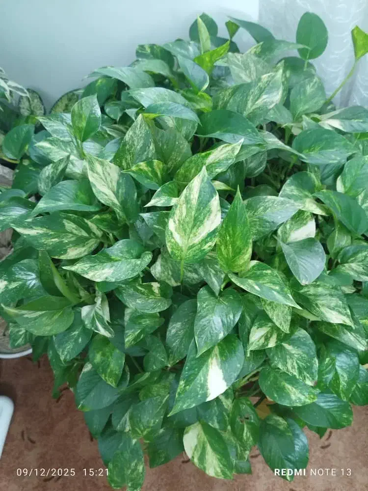 گل پتوس|گل و گیاه طبیعی|فولادشهر, مسکن مهر فولادشهر|دیوار