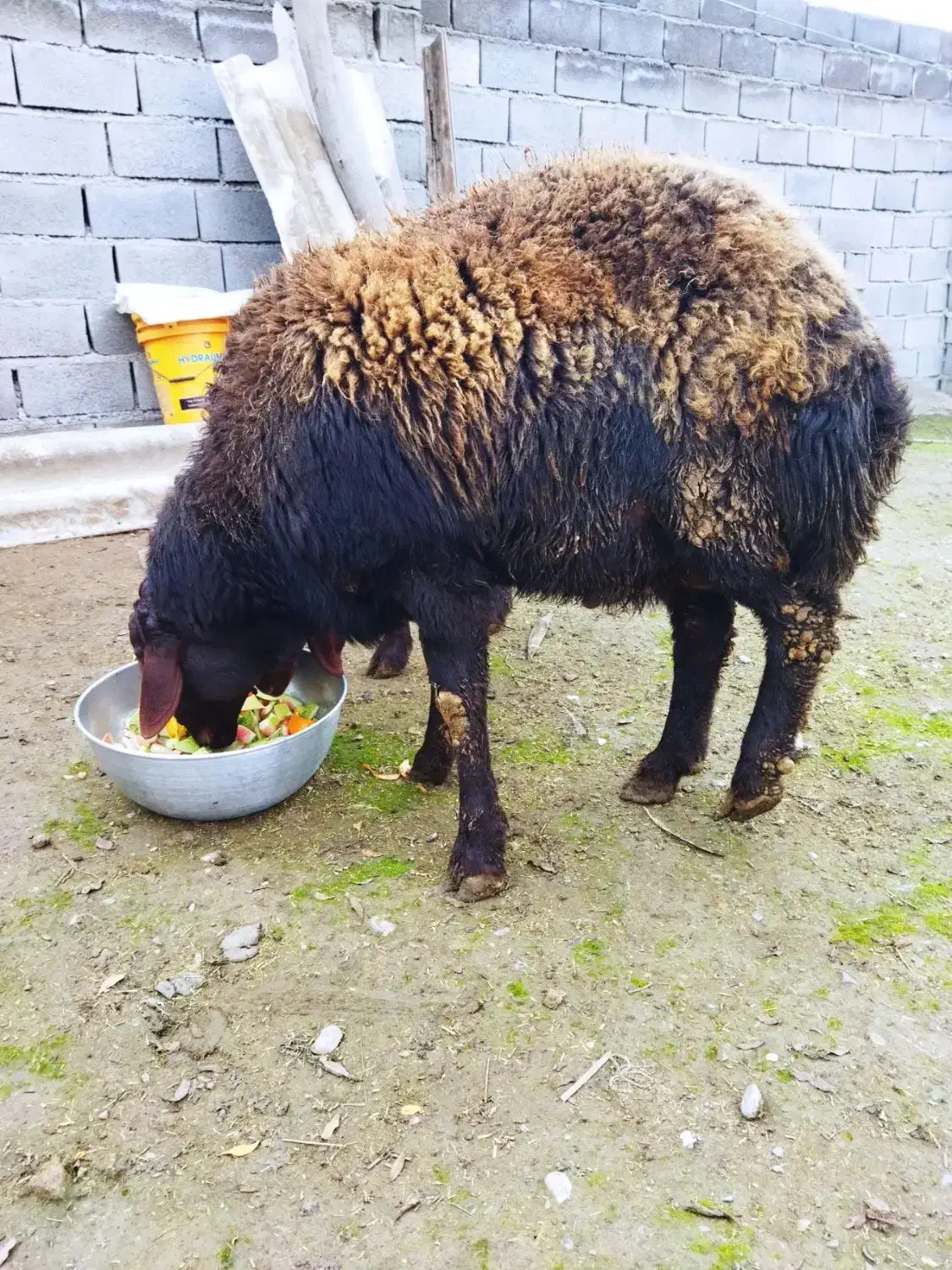 قوچ|حیوانات مزرعه|سنگدوین, |دیوار