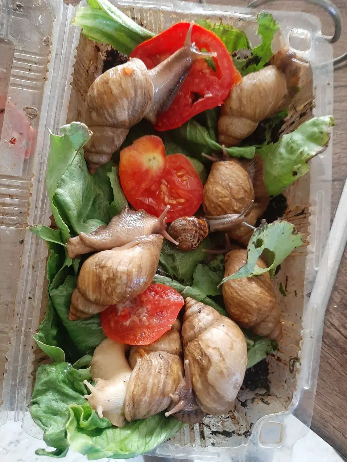 حلزون آچیتا و آلبینو|خزنده|تهران, تهرانسر شمالی|دیوار