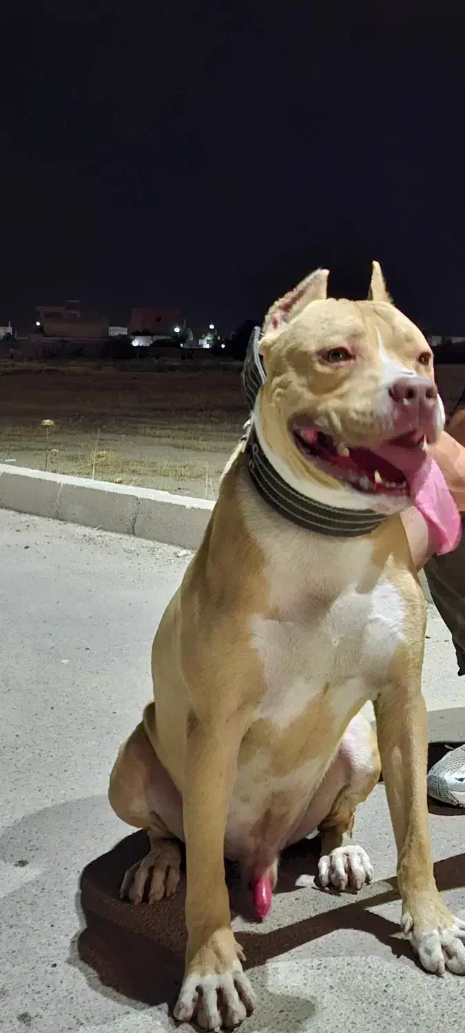 پیتبول نر سگ|سگ|گنبد کاووس, |دیوار