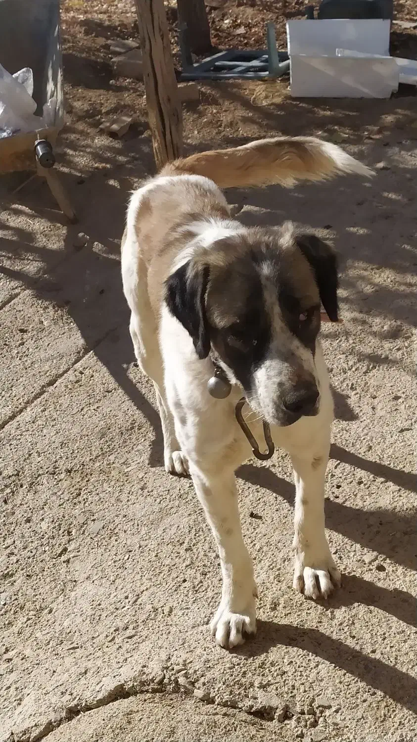 واگذاری سگ گله|سگ|صائین قلعه, |دیوار