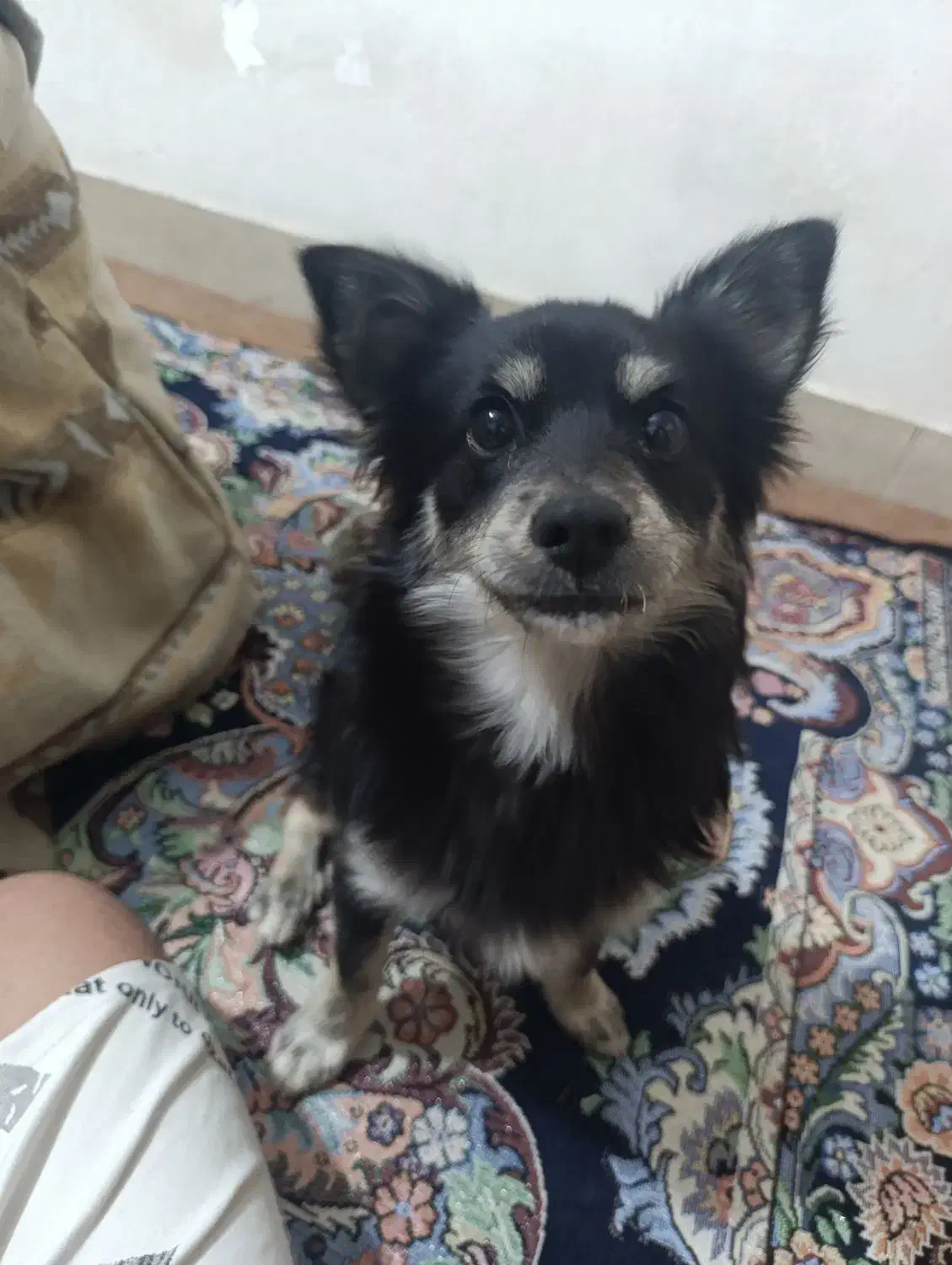 سگ نر پامر اشتپیز|سگ|مرودشت, ژیان|دیوار