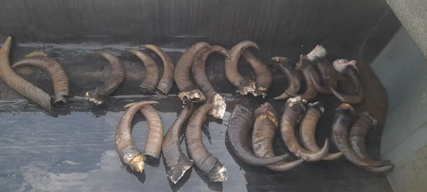 شاخ گاومیش برای چاقو سازا|کلکسیون اشیاء عتیقه|همدان, |دیوار