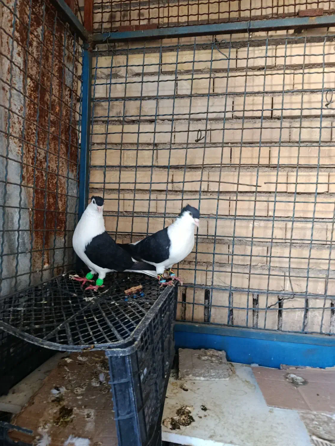 کبوتر  دوبالی|پرنده|باغ ملک, |دیوار