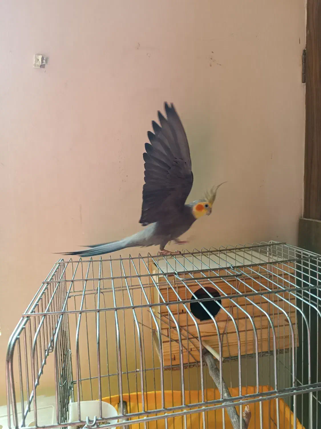 عروس هلندی|پرنده|محمدشهر, همایون ویلا|دیوار