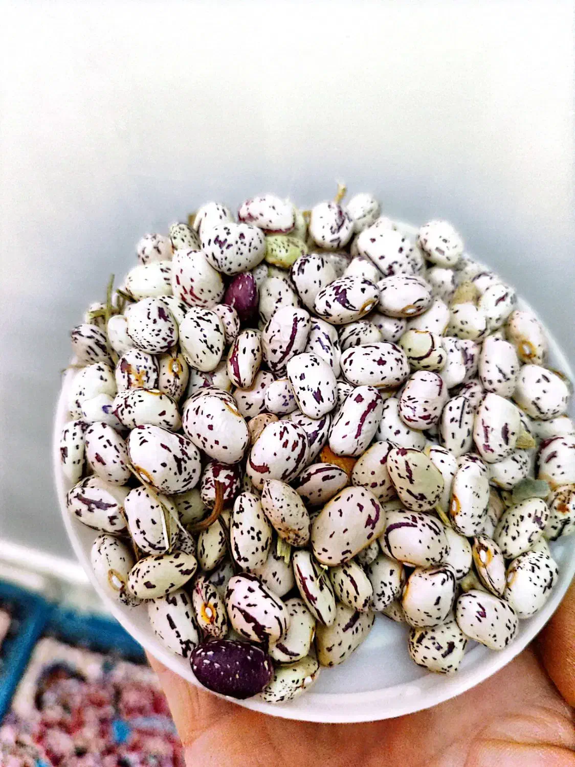 مشکین سهر|خوردنی و آشامیدنی|مشگین شهر, |دیوار