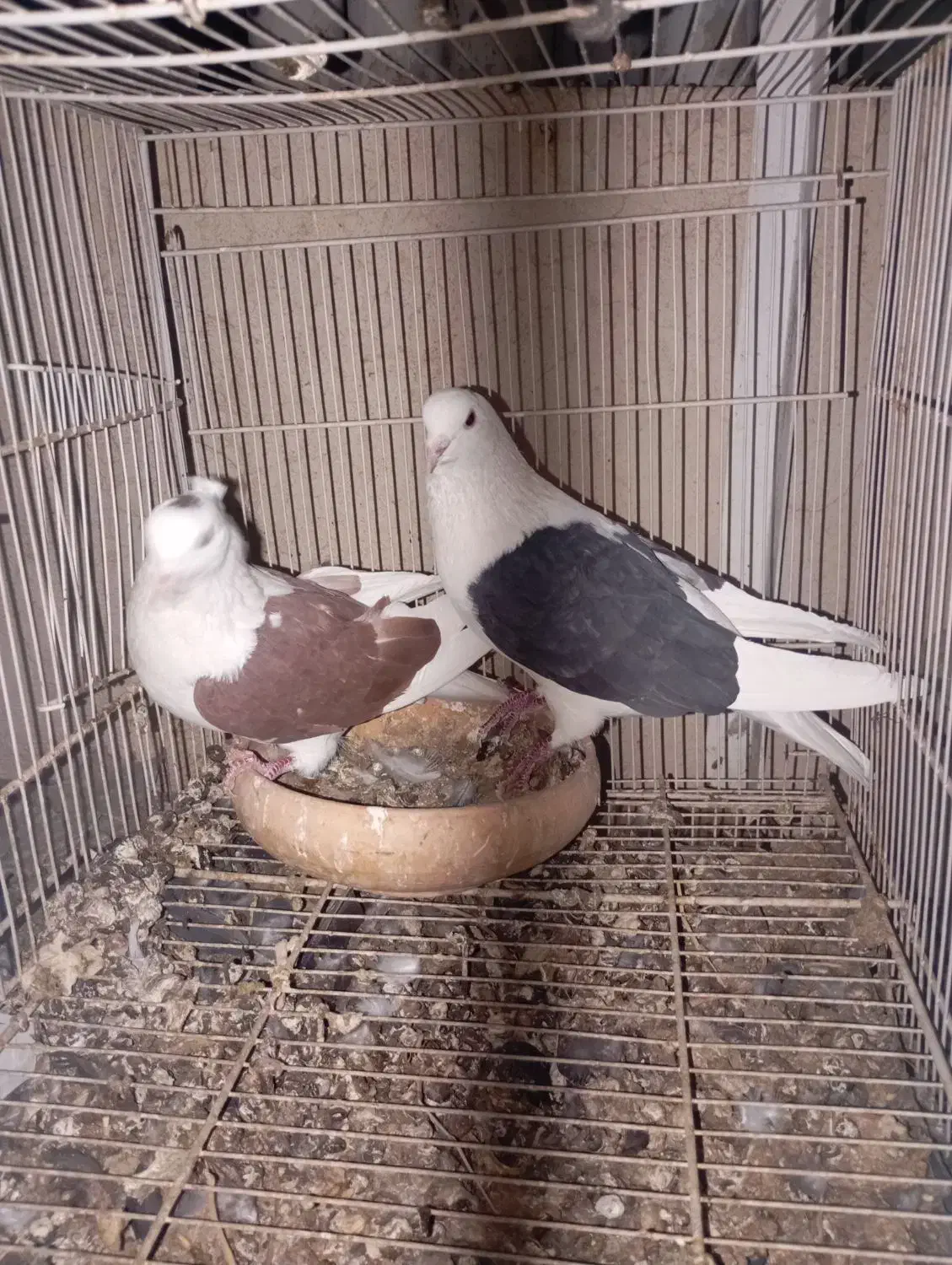 نرو ماده پشت پشت سرخ کاکلی پشت سیاه|پرنده|مشهد, ادیب نیشابوری (شهرک غرب)|دیوار