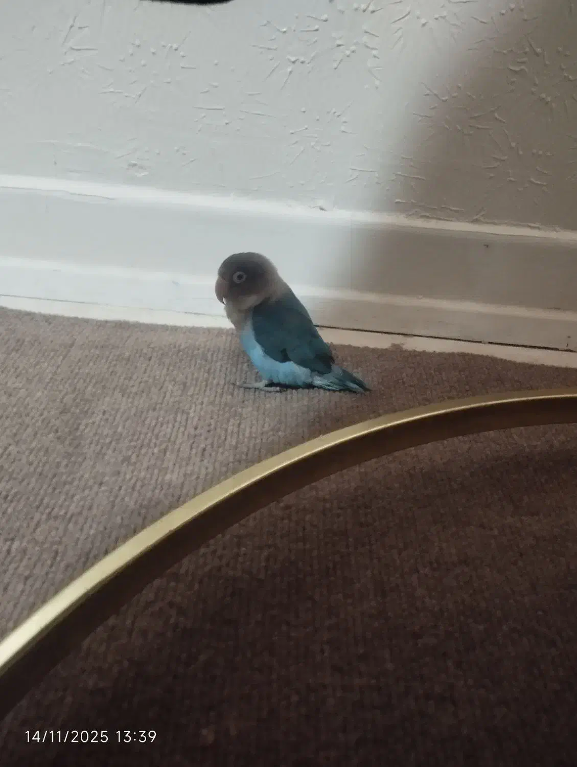 کوتوله برزیلی|پرنده|فولادشهر, C1|دیوار