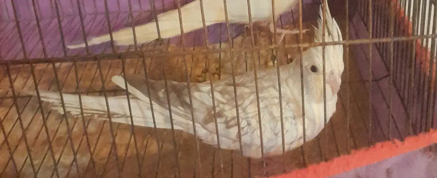 عروس هلندی ، م با ملنگو یا جوجه راهب|پرنده|شیراز, شهرک پرواز|دیوار