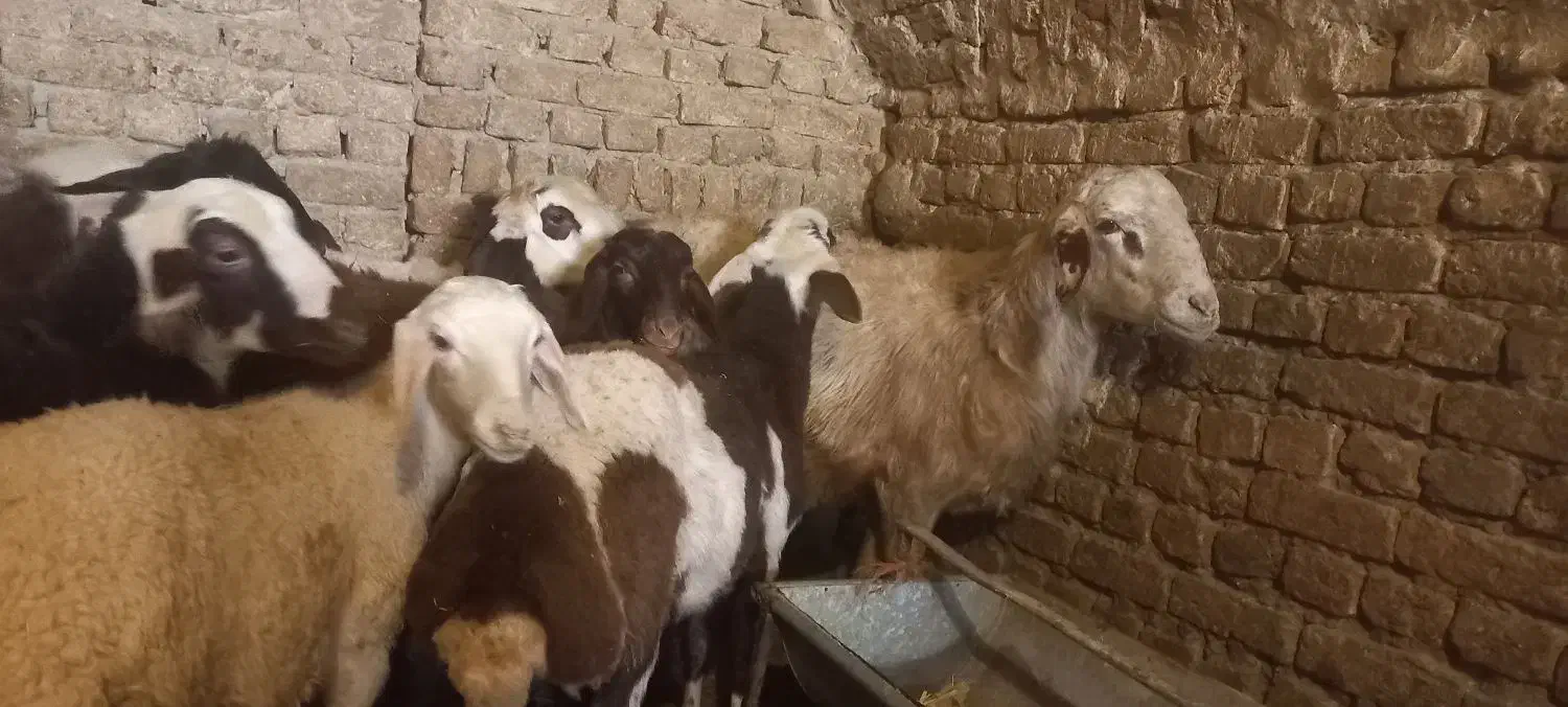 بره قوچ گوسفند میش شیشک|حیوانات مزرعه|ملایر, |دیوار