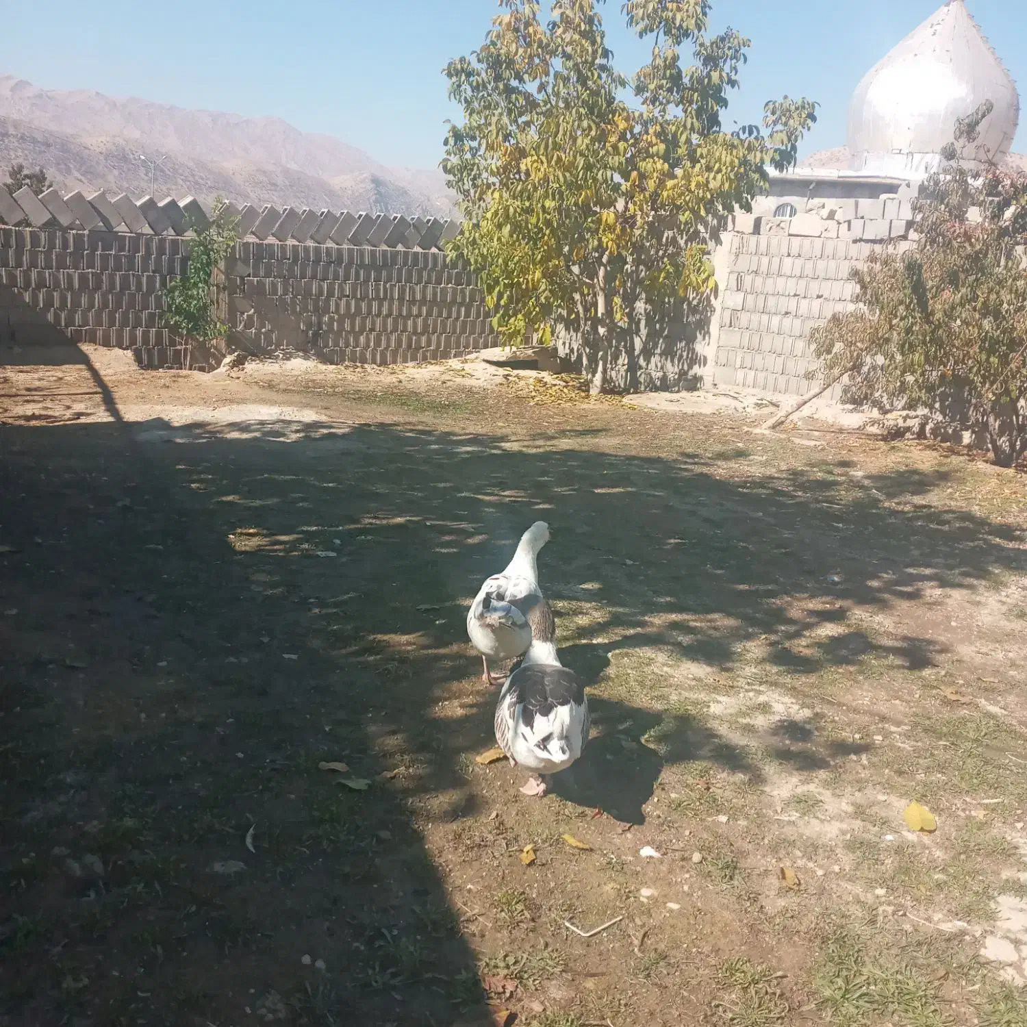 دوعددغازجوان معاوضه|حیوانات مزرعه|یاسوج, |دیوار