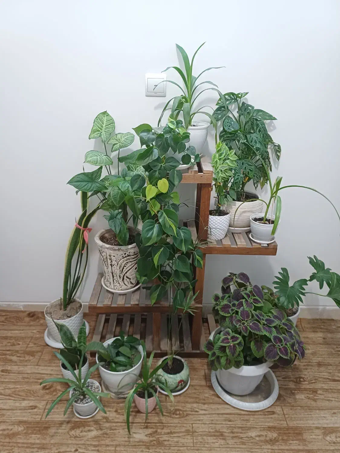 فروش گل های آپارتمانی به دلیل مهاجرت|گل و گیاه طبیعی|تهران, وردآورد|دیوار