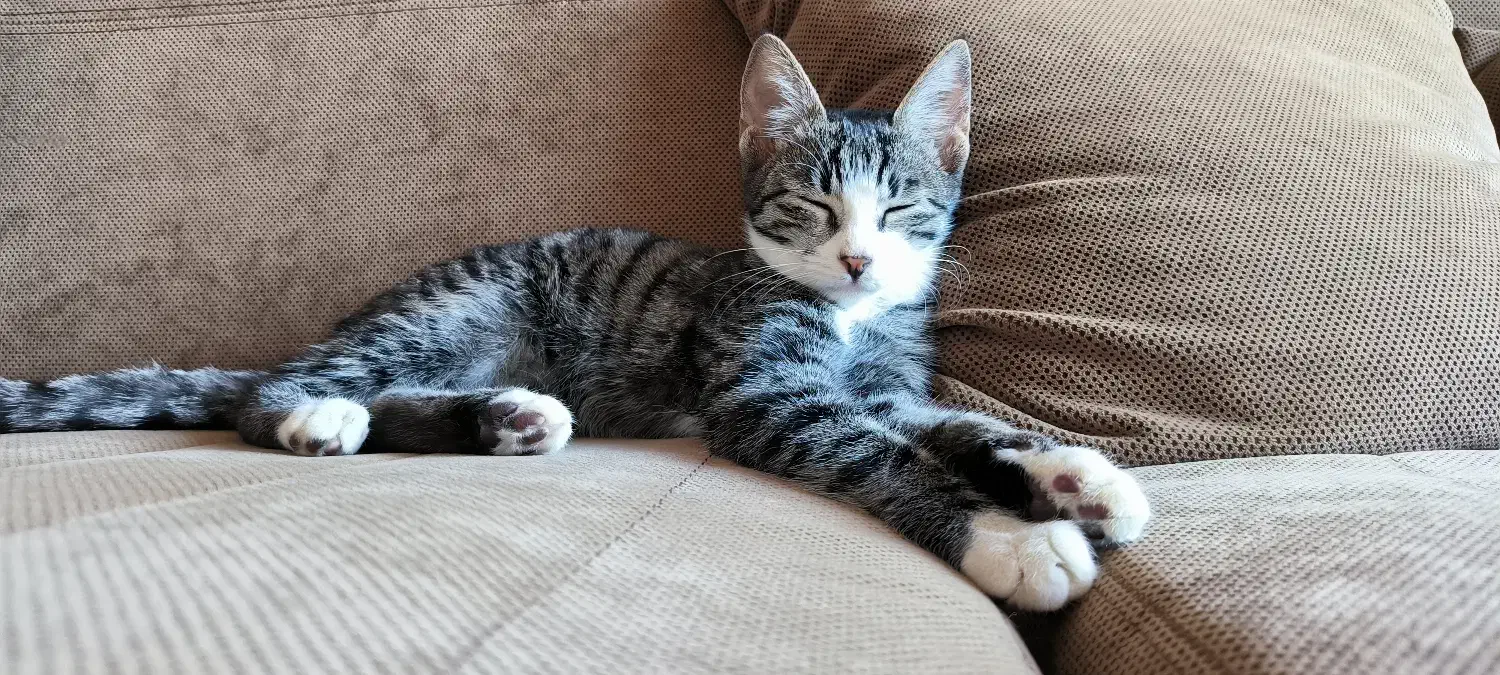 واگذاری رایگان گربهی DSH|گربه|گرگان, |دیوار