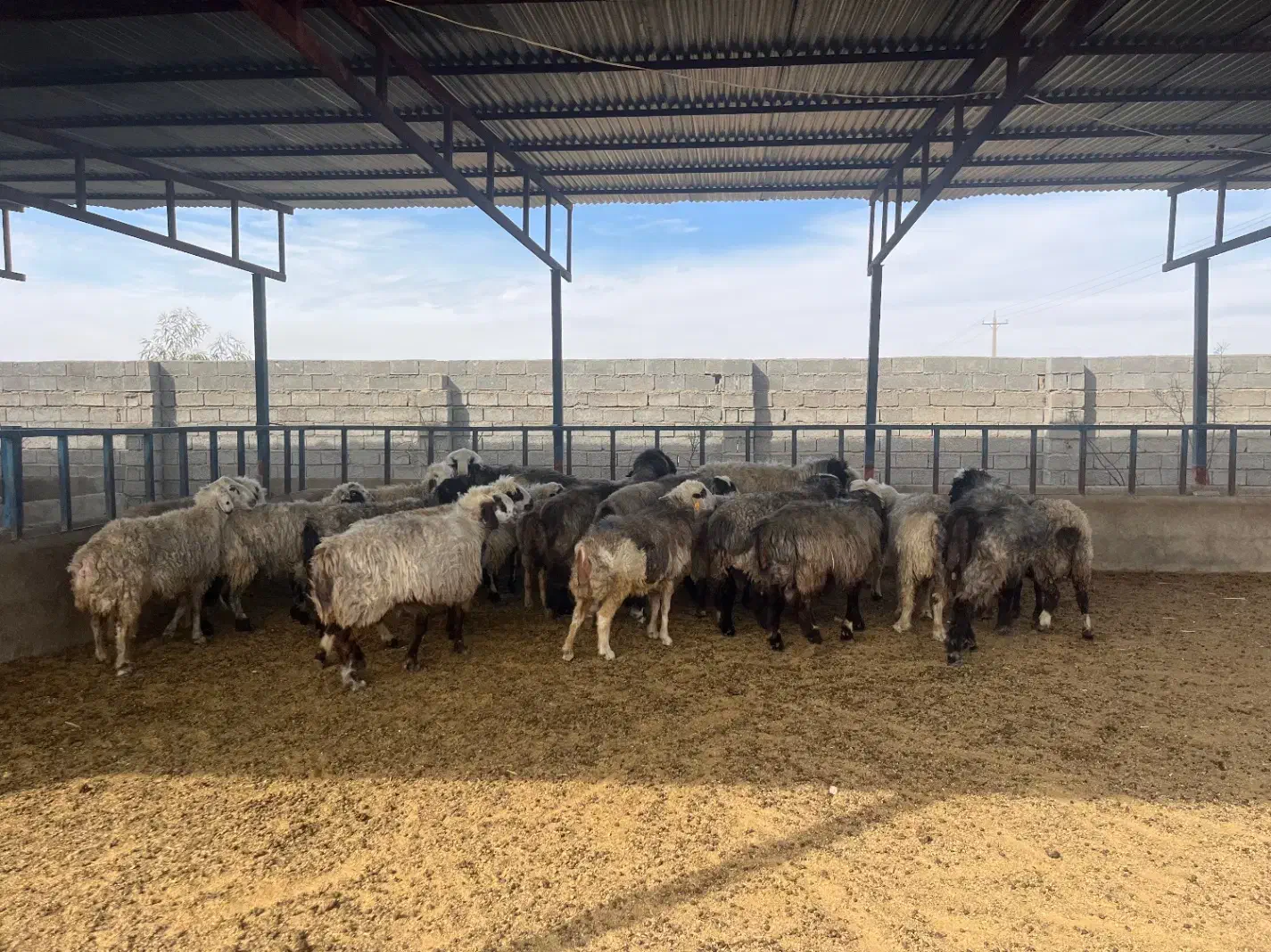 فروش میش آبستن / و تعداد ۸ راس قوچ/میش بره دار|حیوانات مزرعه|کازرون, |دیوار