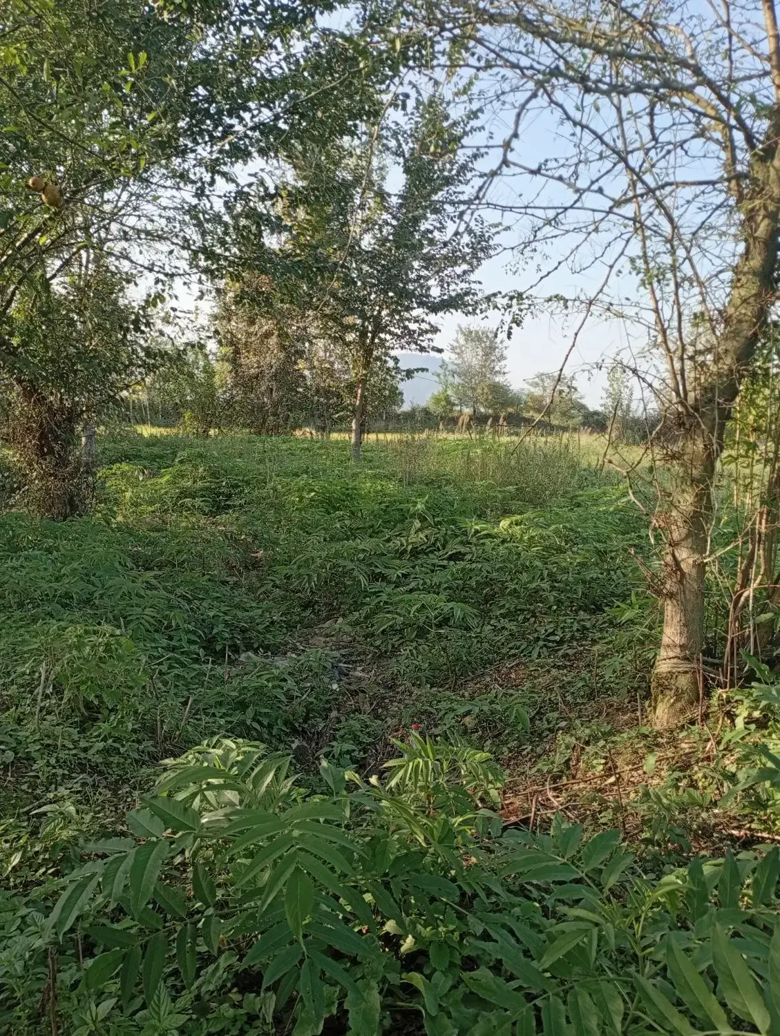 زمین325متر مسکونی استخر دوقلو سه سار|فروش زمین و ملک کلنگی|ماکلوان, |دیوار